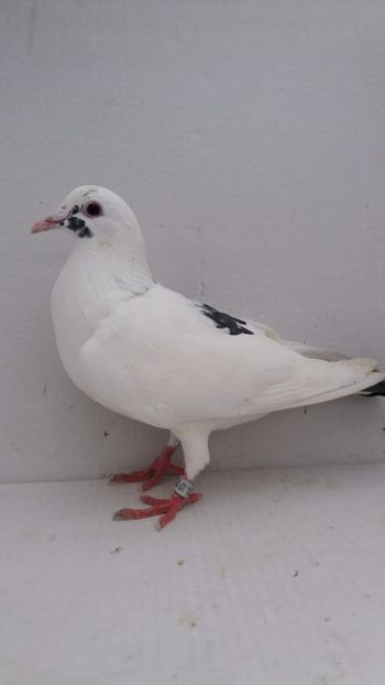 F 2020 vanduta - De! voiajori vanduti