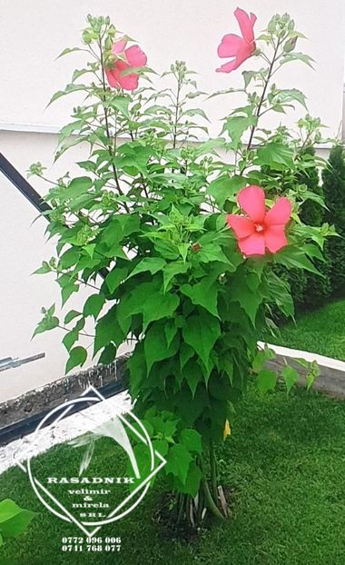 hib.Lord baltimore6 - HIBISCUS LORD BALTIMORE