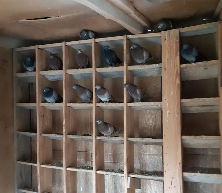 received_151494586485191 - Disponibili 21 buc ciungi