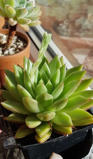 Echeveria agavoides - Echeveria