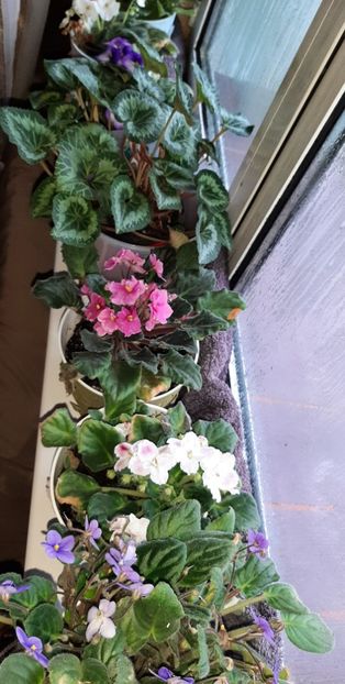  - Florile mele decembrie 2020