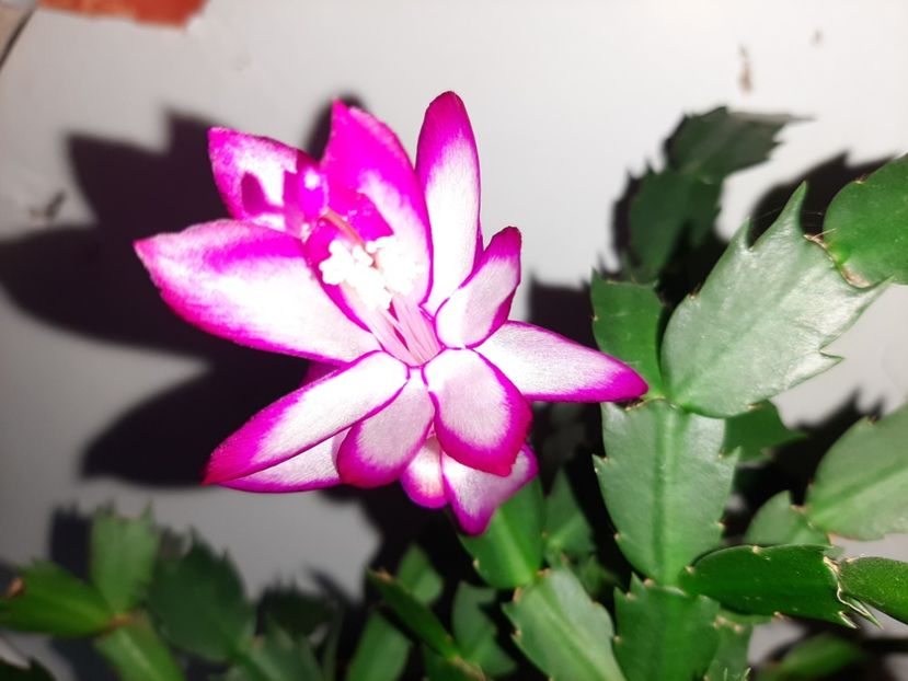  - Florile mele decembrie 2020