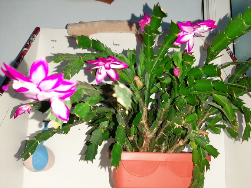  - Florile mele decembrie 2020