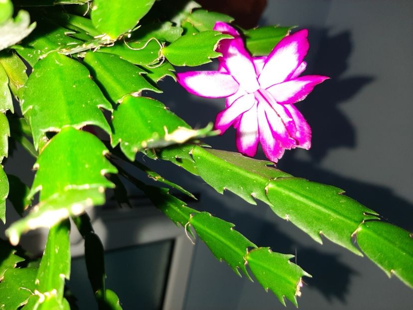  - Florile mele decembrie 2020