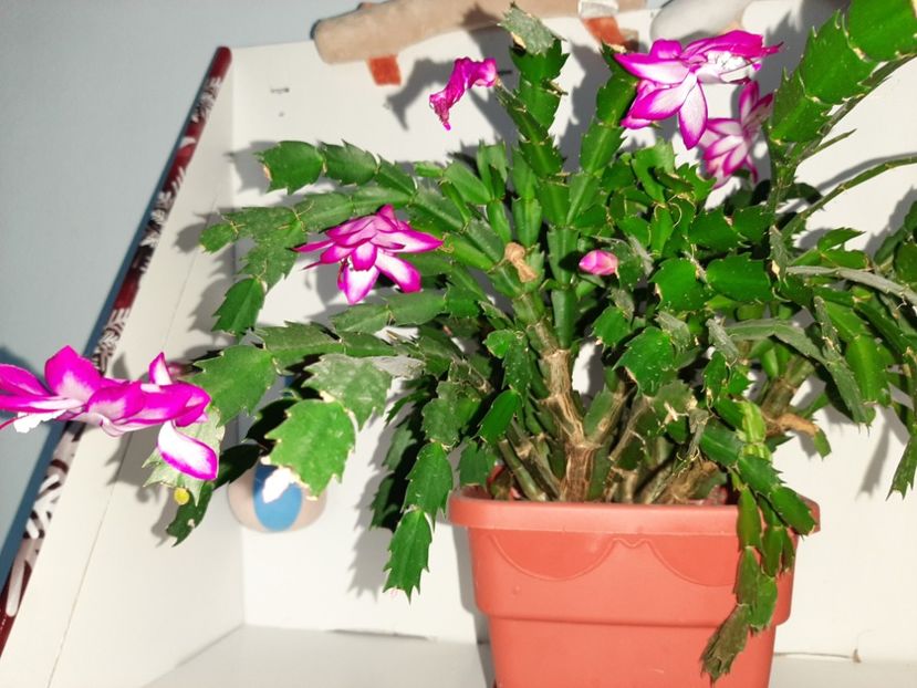  - Florile mele decembrie 2020