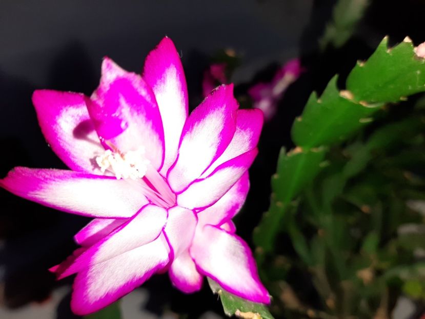  - Florile mele decembrie 2020