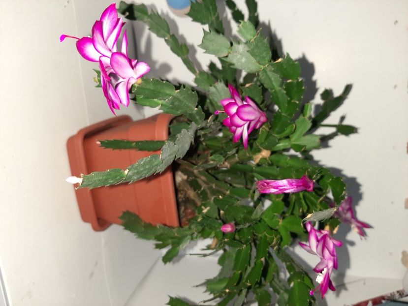  - Florile mele decembrie 2020