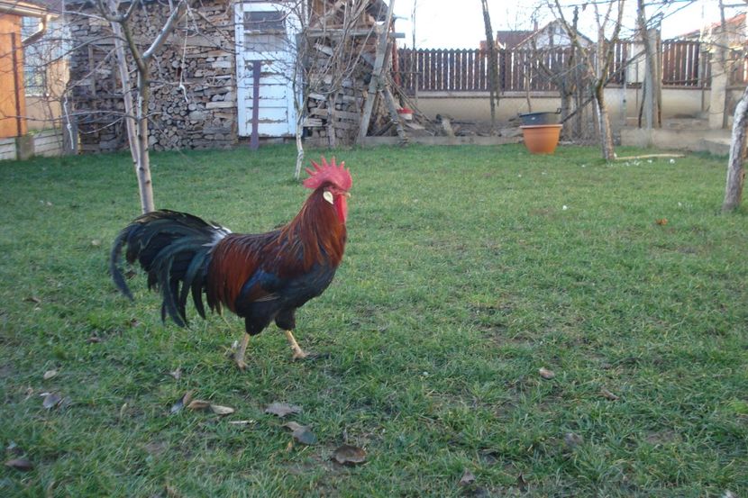  - italiana potarnichiu