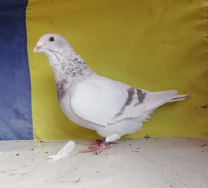 M 2020 - VRDF VANDUTI