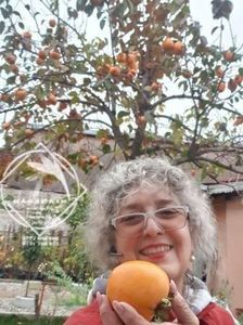 kaki jiro - KAKI JIRO PERSIMON