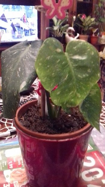 M. Thai  constellasion 31,12,2020 - 003-1 Mostera