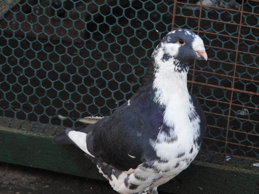 pui 2020 - 09 -- americani