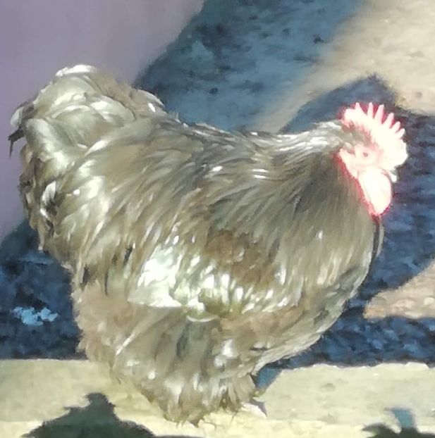 1D63D4D4-DD07-4A27-BB02-7419FBBE6CFD - Orpingto