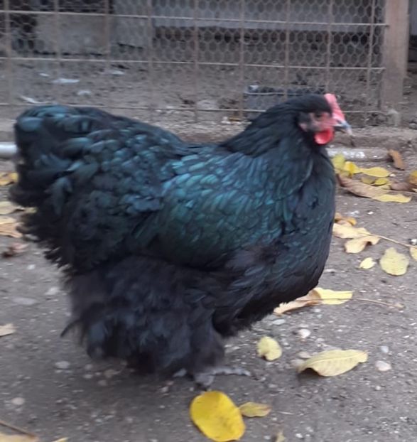 E1A77727-75AA-49E2-9C20-3793F56A6E1C - Orpingto