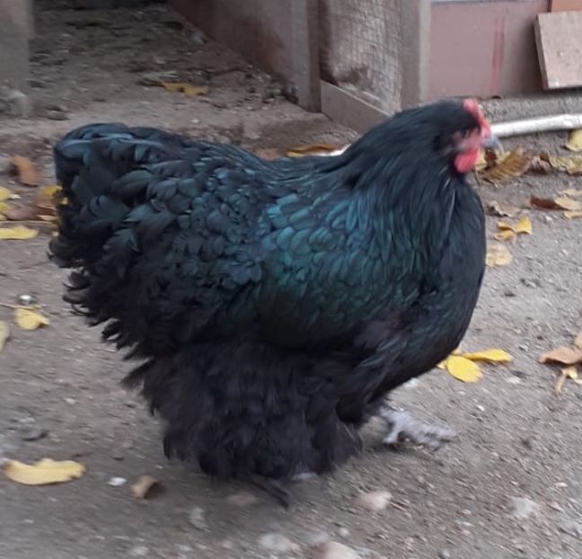 01275B33-30F4-4AEE-A39D-543481A00A22 - Orpingto