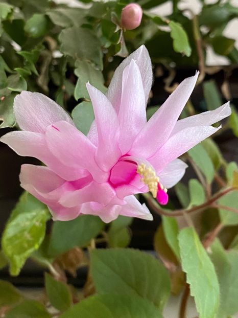 D7D19392-5755-478F-9915-B7B8FBB97F77 - FLORILE MELE 2019