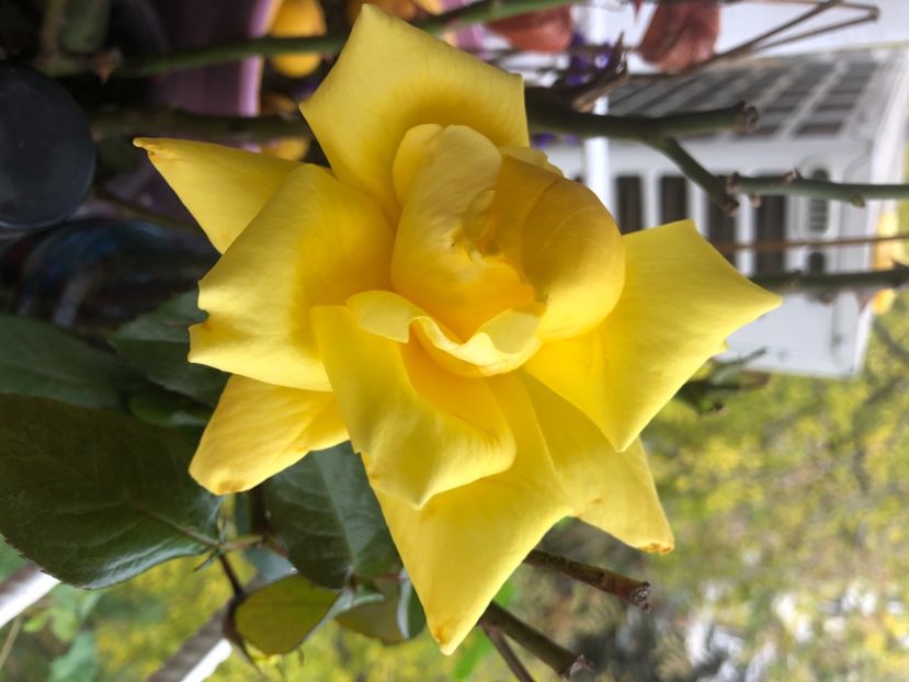 B5F49BFC-414B-4EDA-8269-2361DEAAFCA0 - FLORILE MELE 2019