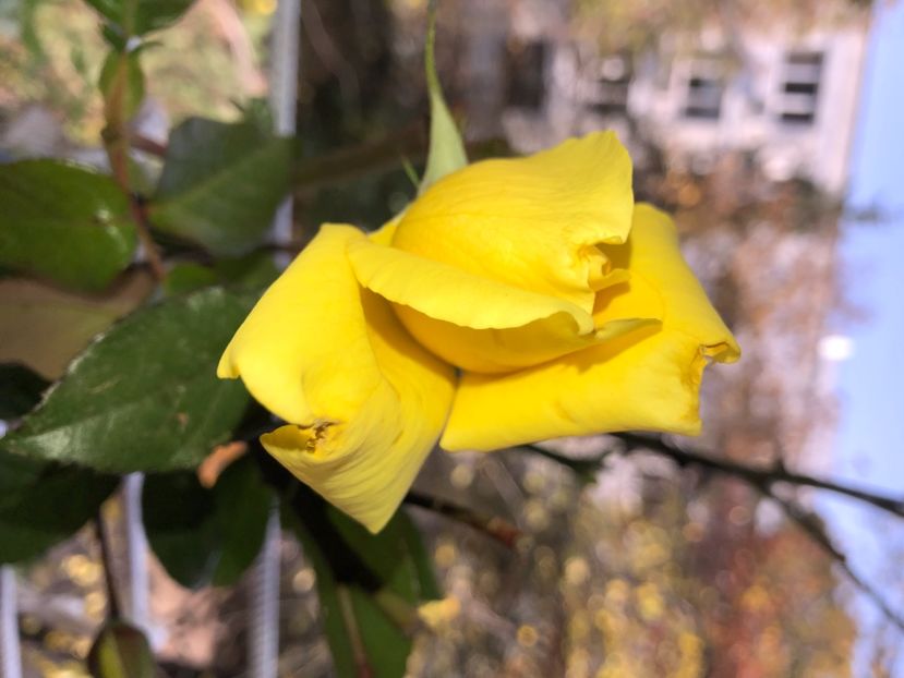 CEABA803-6EF2-44A9-B2FA-E290DE54F109 - FLORILE MELE 2019