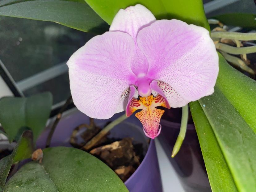 95E473AE-0386-49E9-BF15-375AD6428075 - FLORILE MELE 2019