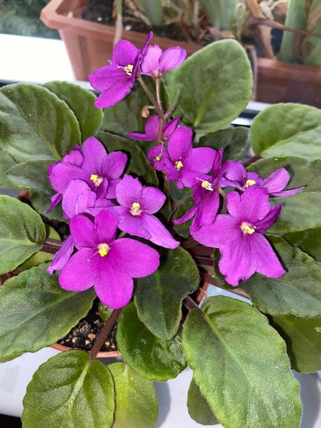 514548BC-86F0-4940-84AC-038B24B58731 - FLORILE MELE 2019