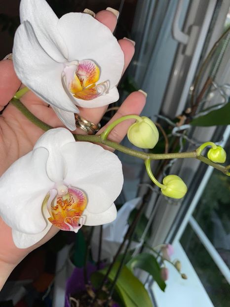 513F0E86-60D1-4180-9E75-C7CBEB138B05 - FLORILE MELE 2019