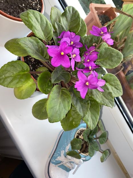 30C30738-8469-488A-A8D7-225025FB6969 - FLORILE MELE 2019