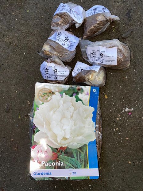 80FF17A4-91D3-4D15-9BE8-F1C7693EA5AE - Achiziții bulbi 2020