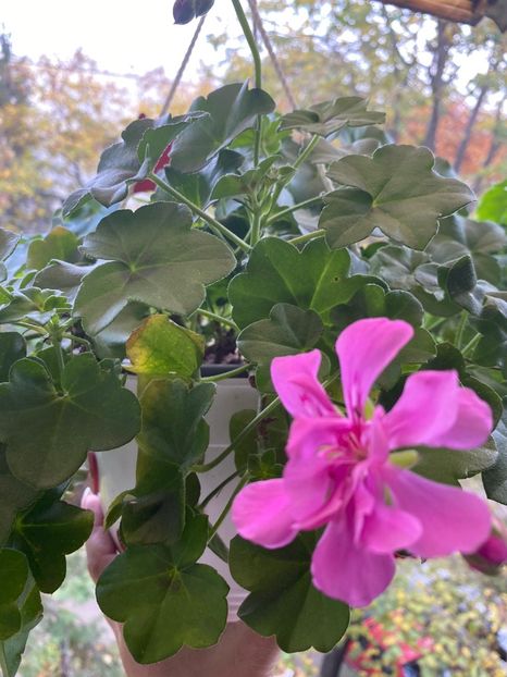 5D6FE4E8-39FE-499D-9B7B-2C9608A50BED - Florile mele 2020