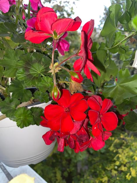 9E9CEC1A-3475-40AC-B5C7-B5B7B0141CE3 - Florile mele 2020