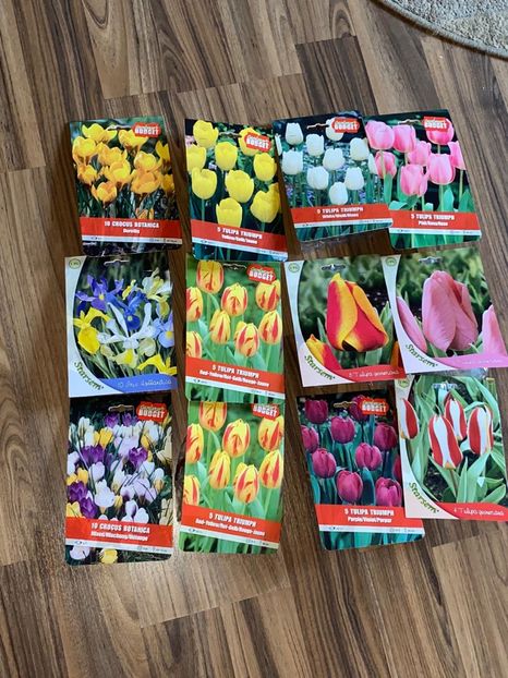 EA40D3B2-CD59-408F-91F1-EC5F5C7AC2C3 - Achiziții bulbi 2020