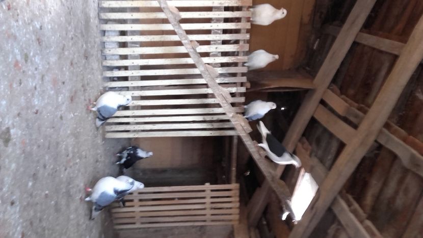  - jucatori si cazatori