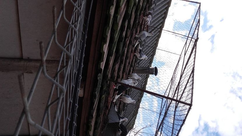  - jucatori si cazatori