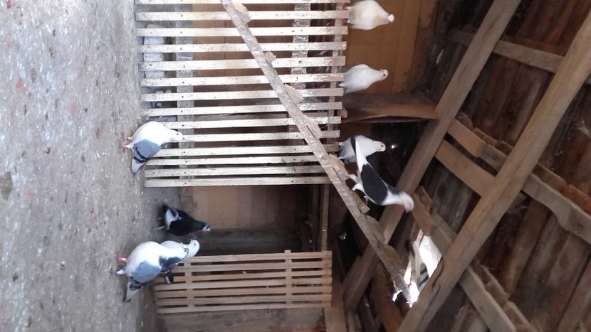  - jucatori si cazatori