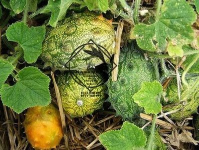 kiwano 1 - SEMINTE castravete KIVANO