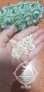 kiwano 3 - SEMINTE castravete KIVANO