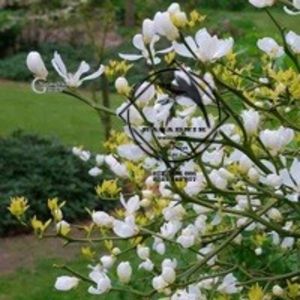 lamai grad3 - LAMAIUL de gradina PONCIRUS TRIFOLIATUM