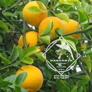 lamai gradina 3 - LAMAIUL de gradina PONCIRUS TRIFOLIATUM