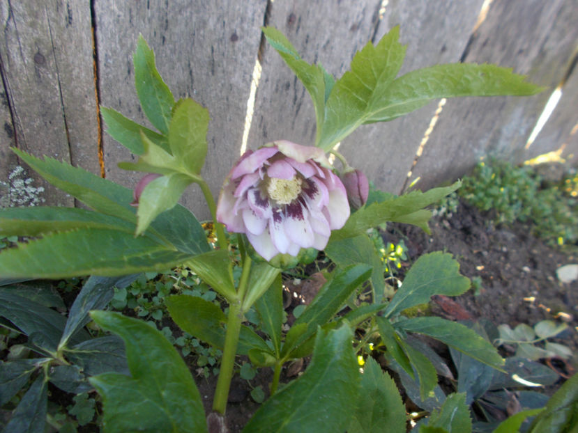  - HELLEBORUS 2020-2021-2022