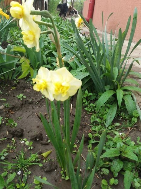 Yellow Cheerfulness  - Soiuri de narcise