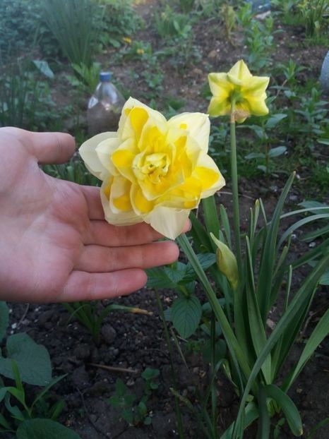 Sweet Pomponette - Soiuri de narcise