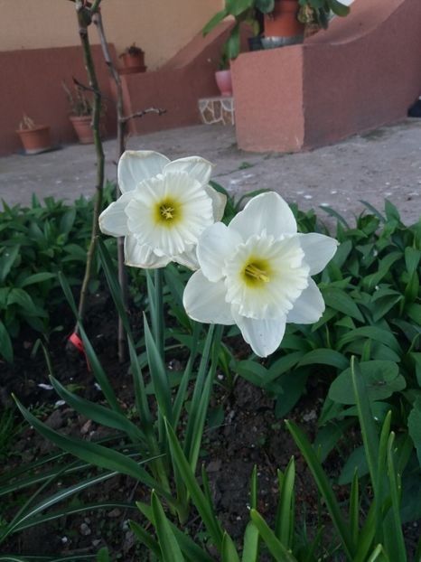 Mount Hood - Soiuri de narcise