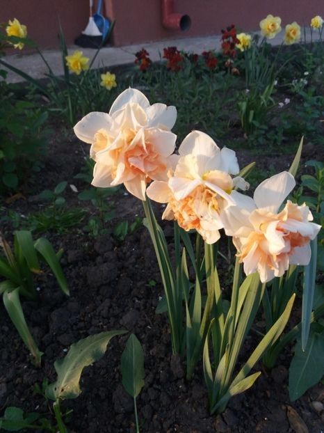 Replette - Soiuri de narcise