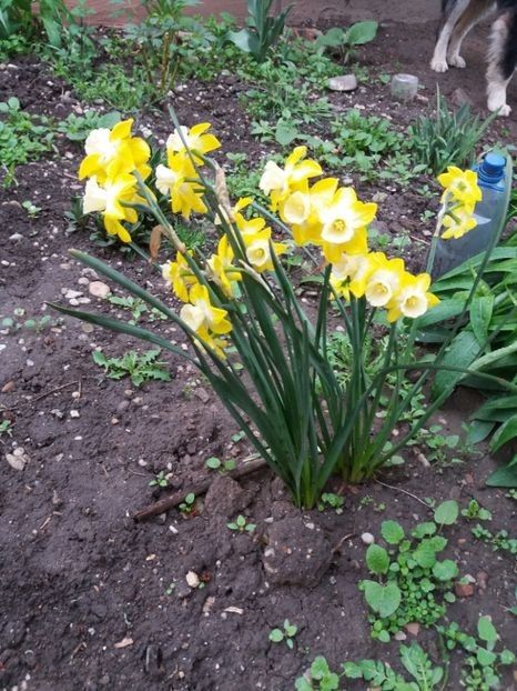 Jonquilla  - Soiuri de narcise