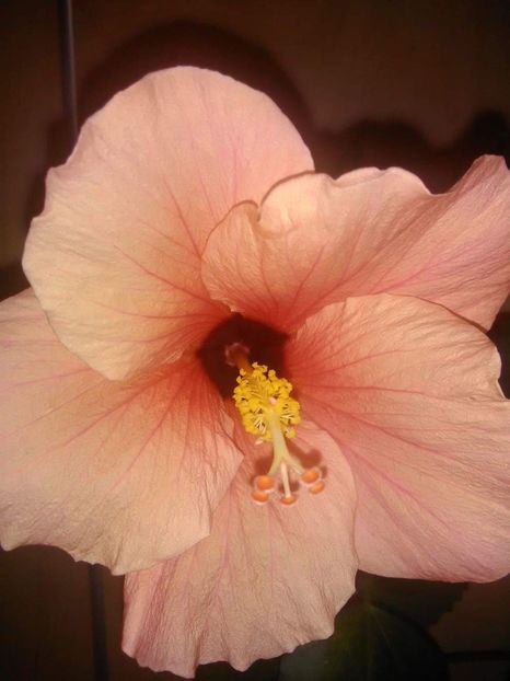 received_409065589750070 - Hibiscus 2015-2024