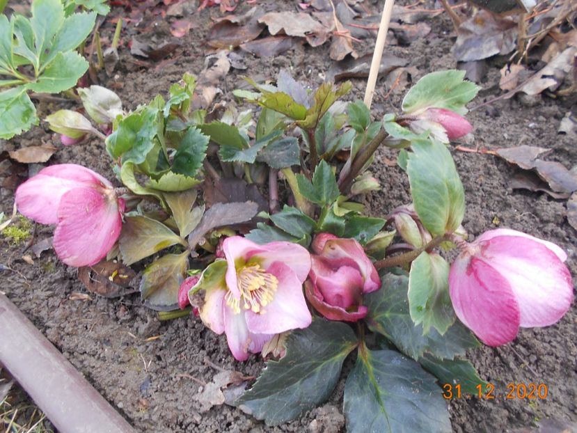  - 1Azalee-rhododendroni-heleborusi-hortensii-hoste 2020