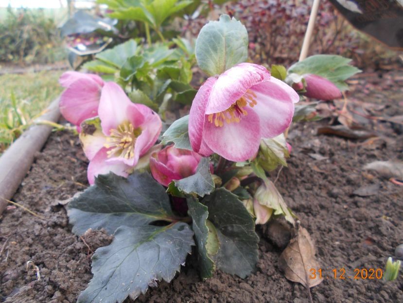  - 1Azalee-rhododendroni-heleborusi-hortensii-hoste 2020