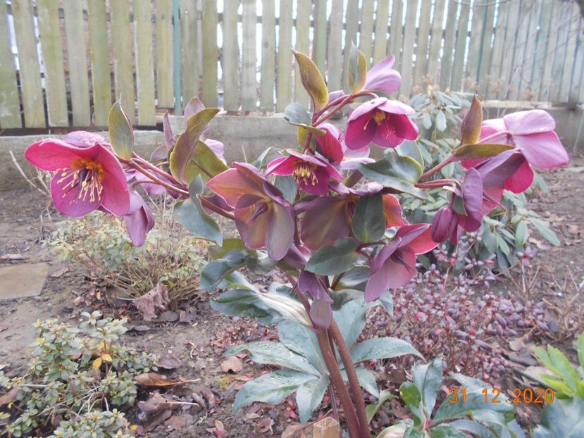  - 1Azalee-rhododendroni-heleborusi-hortensii-hoste 2020