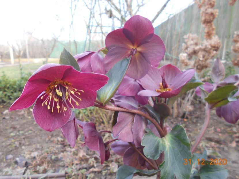  - 1Azalee-rhododendroni-heleborusi-hortensii-hoste 2020
