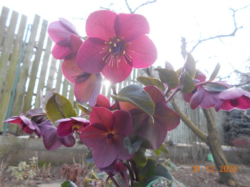  - 1Azalee-rhododendroni-heleborusi-hortensii-hoste 2020