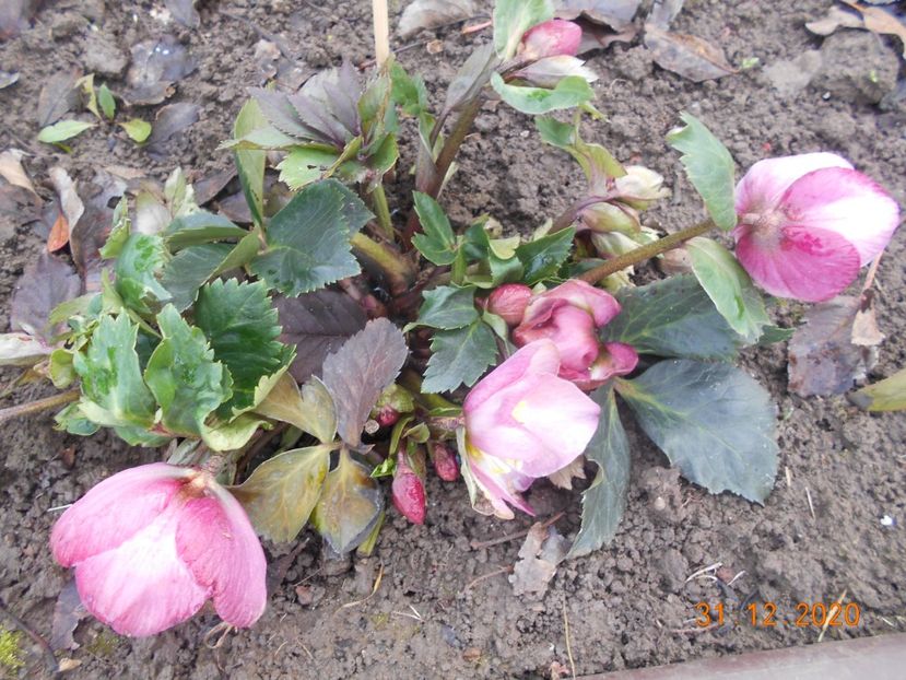  - 1Azalee-rhododendroni-heleborusi-hortensii-hoste 2020